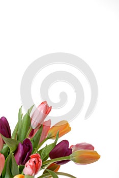 Colourful tulips