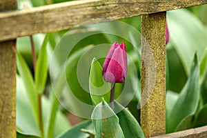 Colourful tulips beginning to bloom in spring garden