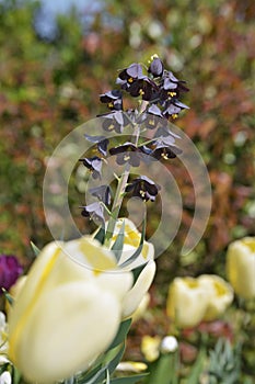 Colourful tulips  black flower growing in garden