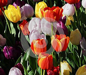 Colourful Tulips With Dark Background