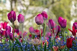 Colourful tulips, photographed in springtime at Victoria Embankment Gardens on the bank of the River Thames in central London, UK. photo