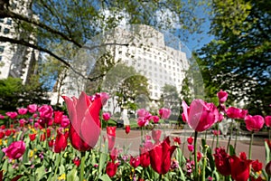 Colourful tulips, photographed in springtime at Victoria Embankment Gardens on the bank of the River Thames in central London, UK. photo