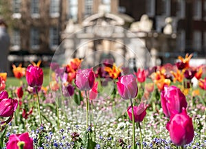 Colourful tulips, photographed in springtime at Victoria Embankment Gardens on the bank of the River Thames in central London, UK. photo