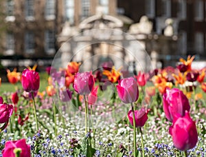 Colourful tulips, photographed in springtime at Victoria Embankment Gardens on the bank of the River Thames in central London, UK. photo