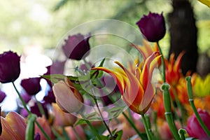 Colourful tulips, photographed in springtime at Victoria Embankment Gardens on the bank of the River Thames in central London, UK. photo