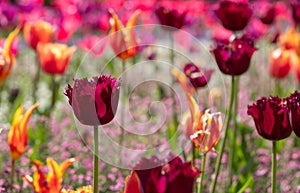 Colourful tulips, photographed in springtime at Victoria Embankment Gardens on the bank of the River Thames in central London, UK. photo