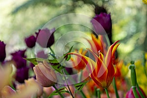 Colourful tulips, photographed in springtime at Victoria Embankment Gardens on the bank of the River Thames in central London, UK. photo