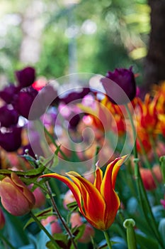 Colourful tulips, photographed in springtime at Victoria Embankment Gardens on the bank of the River Thames in central London, UK. photo