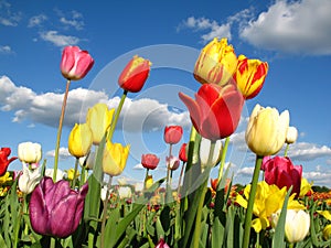 Colourful tulips on a field