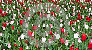 Colourful tulips flowers season garden outdoor beauty