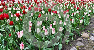 Colourful tulips flowers season garden outdoor beauty