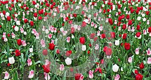 Colourful tulips flowers season garden outdoor beauty