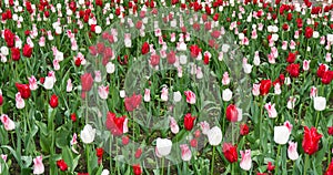 Colourful tulips flowers season garden outdoor beauty