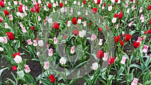 Colourful tulips flowers season garden outdoor beauty