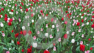 Colourful tulips flowers season garden