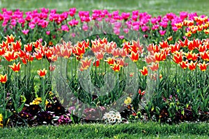 Colourful tulips in the garden