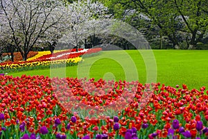 Colourful tulips in the grass park