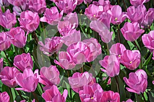 Colourful tulips growing in garden