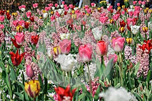 Colourful tulips growing in garden