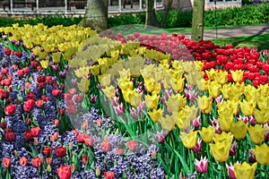 Colourful tulips growing in garden
