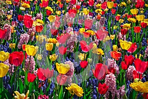 Colourful tulips growing in garden