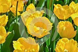 Colourful tulips growing in garden