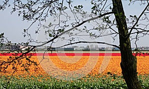Colourful tulips growing in rows in a flower field near Keukenhof Gardens, Lisse, Netherlands.