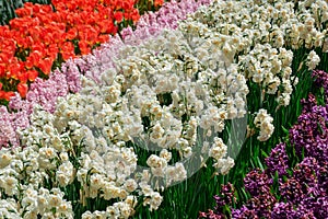 Colourful tulips hyacinth defodils growing in garden