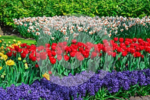 Colourful tulips hyacinth growing in garden