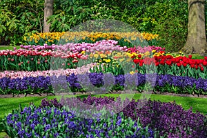 Colourful tulips hyacinth growing in garden