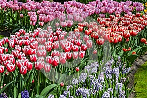 Colourful tulips  hyacinth growing in garden