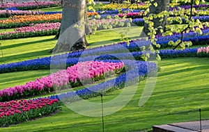 Colourful tulips and muscari overlooking the lake at Keukenhof Gardens, Lisse, South Holland. Keukenhof is known as the Garden of