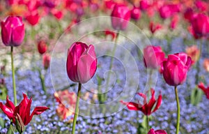 Colourful tulips, photographed in springtime at Victoria Embankment Gardens on the bank of the River Thames in central London, UK. photo