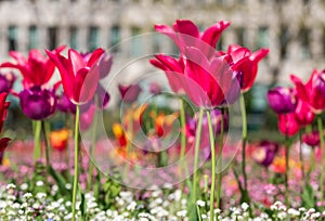 Colourful tulips, photographed in springtime at Victoria Embankment Gardens on the bank of the River Thames in central London, UK. photo