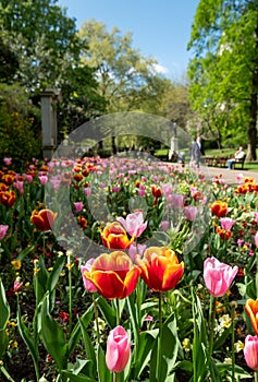 Colourful tulips, photographed in springtime at Victoria Embankment Gardens on the bank of the River Thames in central London, UK. photo