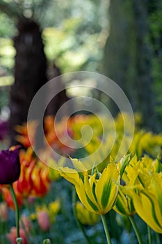 Colourful tulips, photographed in springtime at Victoria Embankment Gardens on the bank of the River Thames in central London, UK.