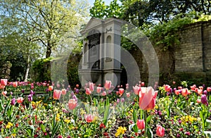 Colourful tulips, photographed in springtime at Victoria Embankment Gardens on the bank of the River Thames in central London, UK. photo