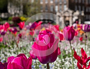 Colourful tulips, photographed in springtime at Victoria Embankment Gardens on the bank of the River Thames in central London, UK. photo