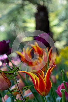 Colourful tulips, photographed in springtime at Victoria Embankment Gardens on the bank of the River Thames in central London, UK. photo