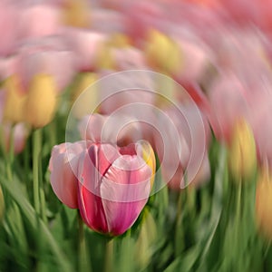 Colourful tulips with radial motion blur in the background.