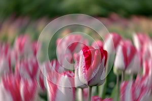 Colourful tulips with radial motion blur in the background.