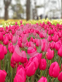 Colourful tulips from tulip festival in Emirgan Grove in Ä°stanbul