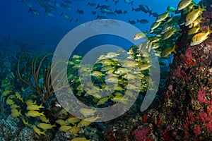 Colourful underwater life at St Martin, Dutch Caribbean