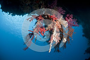 Colourful underwater tropical coral reef scene.