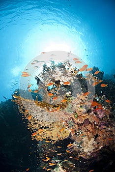 Colourful underwater tropical coral reef scene.