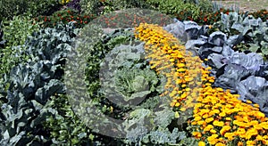 Colourful vegetable garden bed