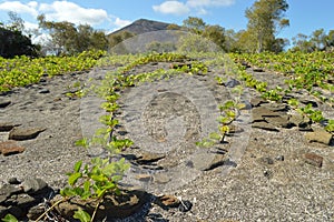 Colourful vegetation on the Chinese Hat island, Galapagos, Ecuador