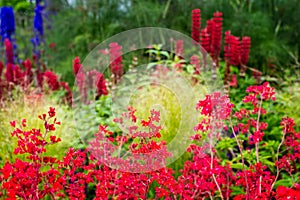 Colourful and vibrant garden borde photo