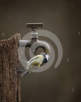 Colourful vibrant Great Tit bird Parus Major on wooden post with water tap in Spring sunshine in garden