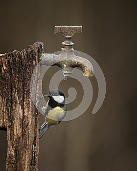 Colourful vibrant Great Tit bird Parus Major on wooden post with water tap in Spring sunshine in garden